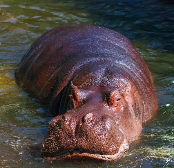 Grand Hippopotame Adulte Dans Nature — Photo