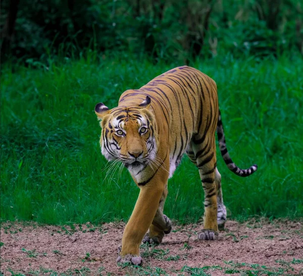 Tigre Adulto Salvaje Naturaleza —  Fotos de Stock