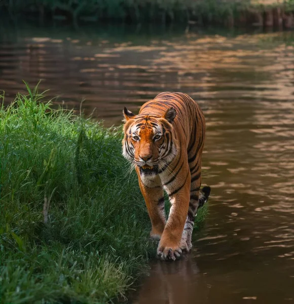 Dziki Tygrys Przyrodzie Pobliżu Wody — Zdjęcie stockowe
