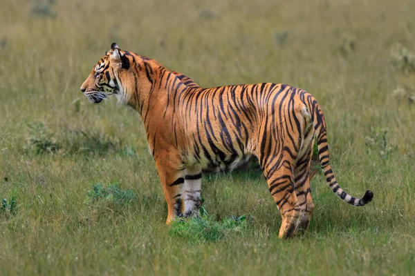 Dziki Tygrys Dzikiej Przyrodzie — Zdjęcie stockowe