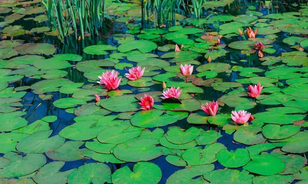 Lirios Agua Con Flores Flor Superficie Lago — Foto de Stock