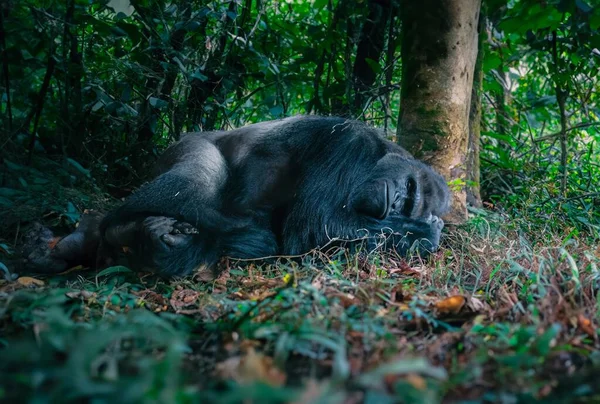 Sleeping gorilla in its natural . portrait of a large black gorilla.