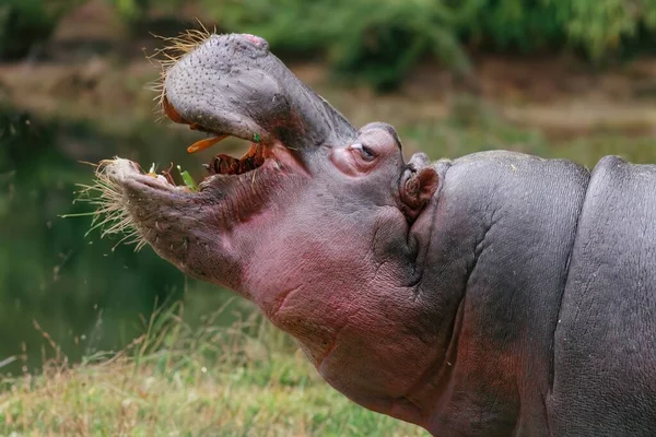 Cabeça Hipopótamo Deserto — Fotografia de Stock