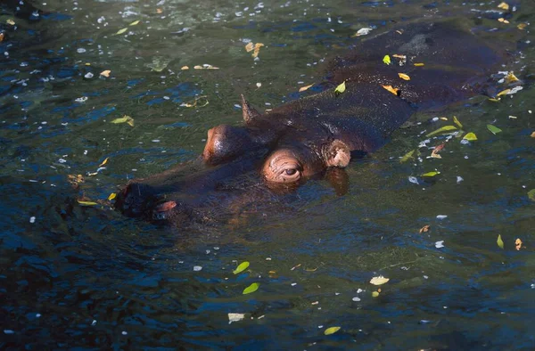 Cabeza Hipopótamo Sumergido Bajo Agua Desierto — Foto de Stock
