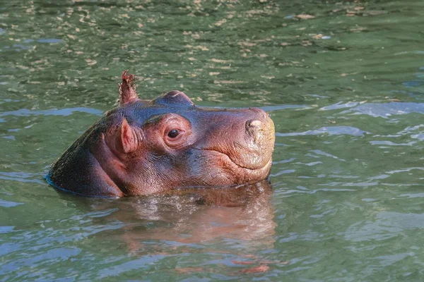 Cabeza Hipopótamo Sumergido Bajo Agua Desierto — Foto de Stock