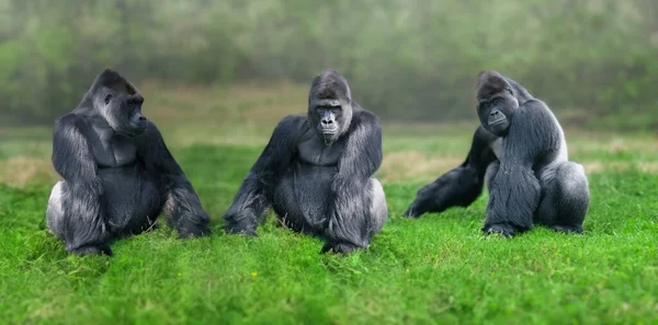 Gorila Své Přirozenosti Portrét Velké Černé Gorily — Stock fotografie