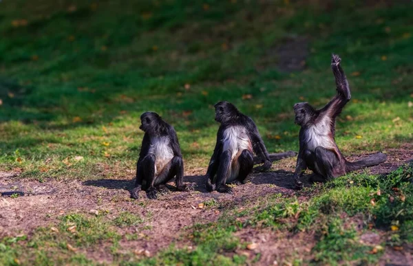 Μικρή Μαύρη Μαϊμού Στη Φύση Ένα Πάρκο Κατά Διάρκεια Της — Φωτογραφία Αρχείου