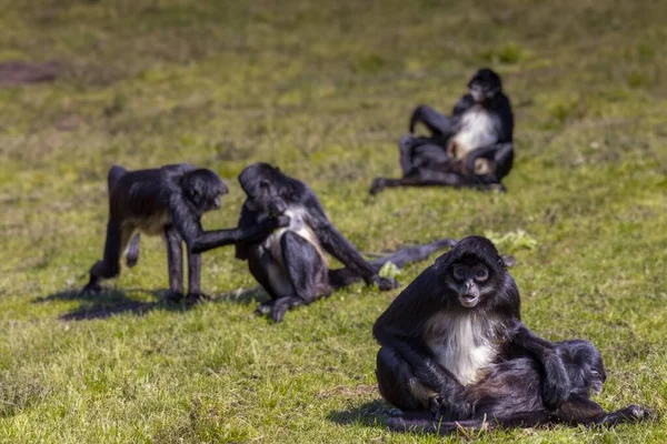 Pequeño Mono Negro Naturaleza Parque Durante Día —  Fotos de Stock