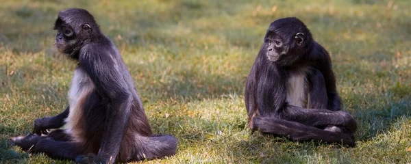 Malá Černá Opice Přírodě Parku Během Dne — Stock fotografie