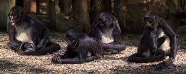 Macaco Preto Pequeno Natureza Parque Durante Dia — Fotografia de Stock