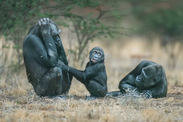 Orille Wild Dans Son Naturel Portrait Grand Gorille Noir — Photo