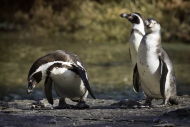 Gündüzleri vahşi penguenler.