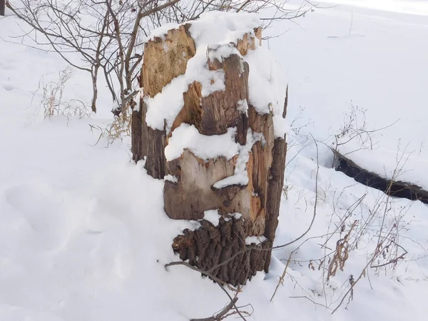 Волшебный Пень Куче Снега Снежный Пейзаж Красота Природы — стоковое фото