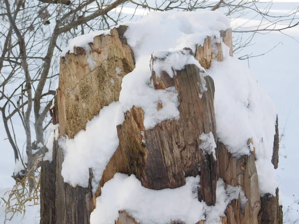 Волшебный Пень Куче Снега Снежный Пейзаж Красота Природы — стоковое фото