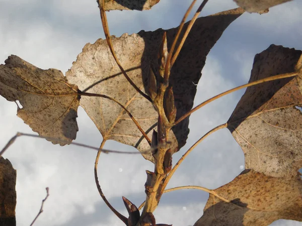 Autumn Leaves White Background Stunning Winter Beauty — Stock Photo, Image