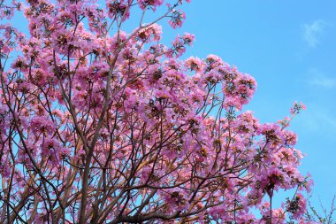 Kiraz ağacının dalında kiraz çiçekleri,