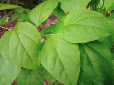 Verimli yaprak dokusunun portresi