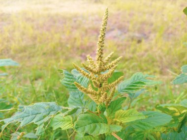 Pirinç tarlalarının kenarında bol bol yetişen yabani çiçekler.