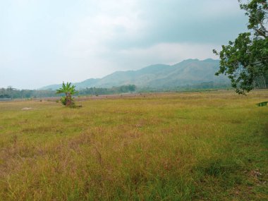 Kuru pirinç tarlaları doğal dağlarla harmanlanır.