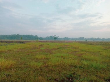 Yeşil çimenli pirinç tarlalarının manzarası