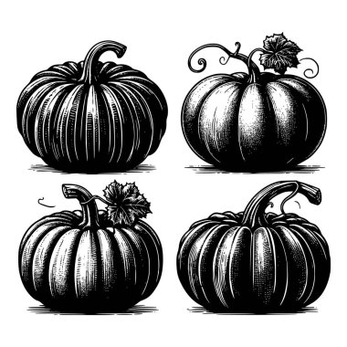 Bir dizi elle çizilmiş kabak vektör çizimleri ve kabartma stili. Sonbahar hasadı ve mevsimlik tasarımlar için harika