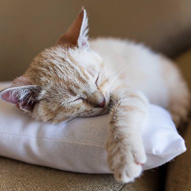 Krem rengi bir kedinin yakın plan resmi. Yumuşak beyaz bir yastığın üzerinde huzur içinde uyuyor.