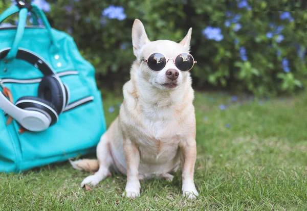 Ritratto Cane Marrone Capelli Corti Chihuahua Che Indossa Occhiali Sole — Foto Stock