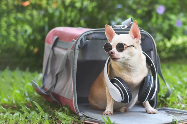 Portrait Brown Chihuahua Dog Wearing Sunglasses Headphones Neck Sitting Pink — Foto Stock