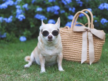 Bahçedeki yeşil çimlerin üzerinde, güneş gözlüğü takmış kahverengi chihuahua köpeğinin portresi. Yola çıkmaya hazır. Hayvanlarla iyi yolculuklar..