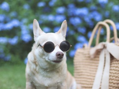 Bahçedeki yeşil çimlerin üzerinde, güneş gözlüğü takmış kahverengi chihuahua köpeğinin portresi. Yola çıkmaya hazır. Hayvanlarla iyi yolculuklar..