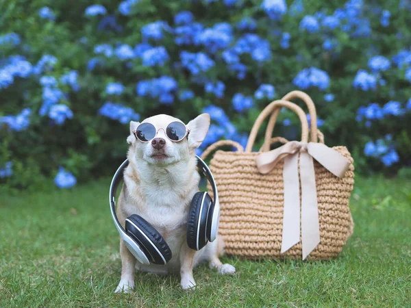 Boynuna güneş gözlüğü ve kulaklık takmış kahverengi chihuahua köpeğinin portresi. Bahçedeki yeşil çimlerde saman çantasıyla gezmeye hazır, mor çiçeklerle birlikte. Hayvanlarla iyi yolculuklar..