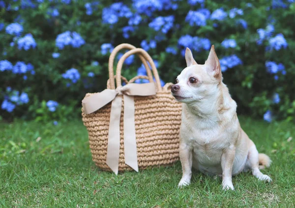 Портрет Коричневой Собаки Чауахуа Сидящей Соломенным Мешком Зеленой Траве Саду — стоковое фото