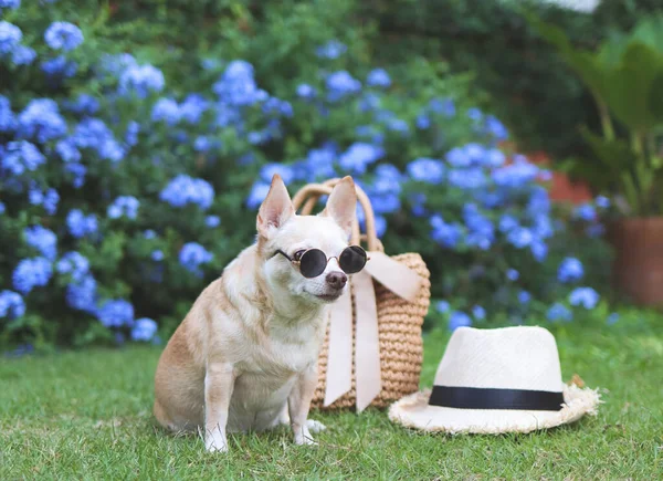 Retrato Perro Chihuahua Marrón Con Gafas Sol Sentado Con Bolsa — Foto de Stock