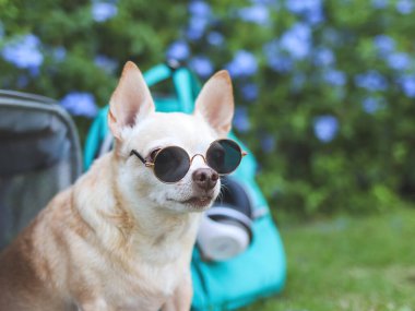 Kahverengi Chihuahua köpeğinin güneş gözlüğü taktığı, pembe kumaşlı gezgin hayvan çantasının önünde oturduğu, sırt çantası ve kulaklıkla bahçedeki yeşil çimlerin üzerinde mor çiçeklerle.