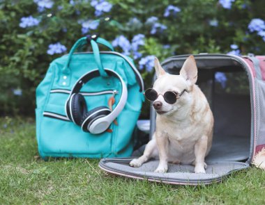 Kahverengi Chihuahua köpeğinin güneş gözlüğü takan portresi, pembe kumaş gezgin hayvan çantasının önünde oturuyor sırt çantalı ve kulaklıklı mor çiçekli yeşil çimenlerin üzerinde.