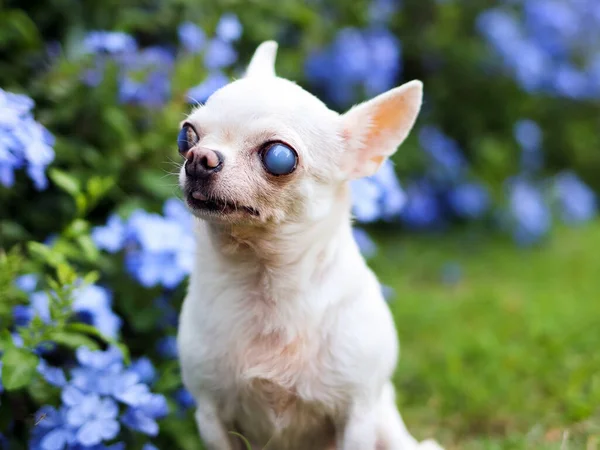 Portrait  of old  chihuahua dog with blind eyes sitting in the garden with purple flowers.