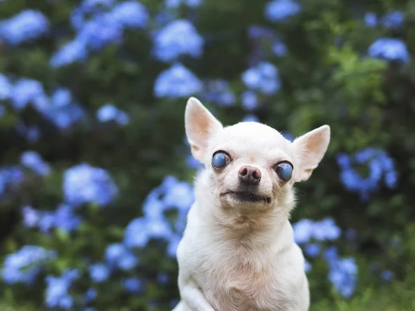 Portrait  of old  chihuahua dog with blind eyes sitting in the garden with purple flowers.
