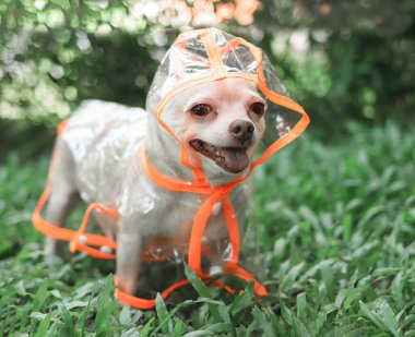 Bahçedeki yeşil çimlerin üzerinde duran turuncu ve şeffaf yağmurluk giyen chihuahua köpeği portresi. Dili açık gülümsüyor, kameraya bakıyor..