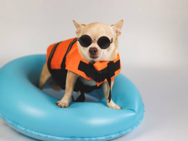 Portrait  of a cute brown short hair chihuahua dog wearing sunglasses and  orange life jacket or life vest standing in blue swimming ring, isolated on white background.