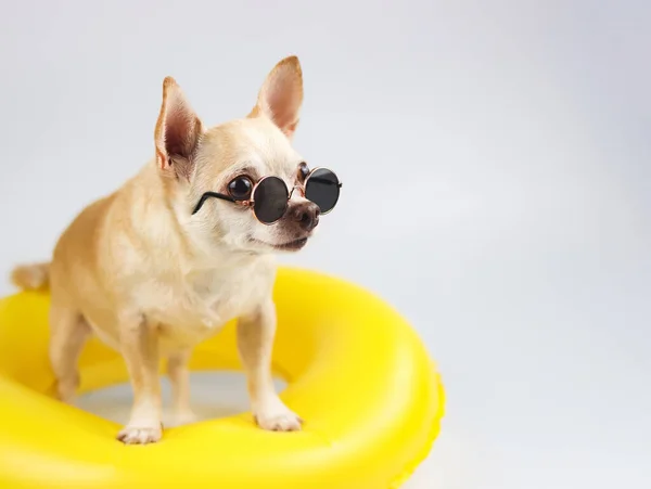 Front View Happy Brown Short Hair Chihuahua Dog Wearing Sunglasses — Zdjęcie stockowe