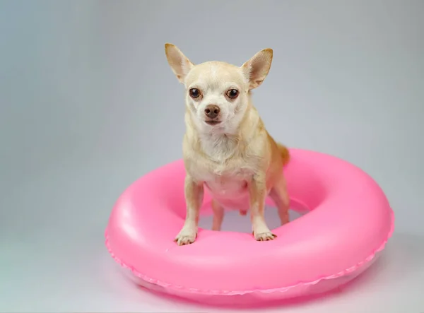 Portret Uroczej Brązowej Krótkiej Sierści Psa Chihuahua Stojącego Różowym Ringu — Zdjęcie stockowe