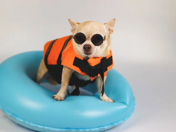 Portret Uroczej Brązowej Krótkiej Sierści Psa Chihuahua Noszącego Okulary Przeciwsłoneczne — Zdjęcie stockowe