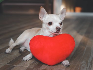 Kahverengi Chihuahua köpeğinin portresi kırmızı kalp şeklinde yastıkla yatıyordu. Sevgililer Günü konsepti.