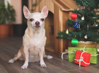 Kısa saçlı Chihuahua köpeğinin portresi ahşap köpeğin evinin önünde oturuyor Noel ağacı ve hediye kutularıyla kameraya bakıyor..