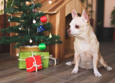 Kısa saçlı Chihuahua köpeğinin portresi ahşap köpeğin evinin önünde oturuyor Noel ağacı ve hediye kutularıyla, başka tarafa bakıyor..