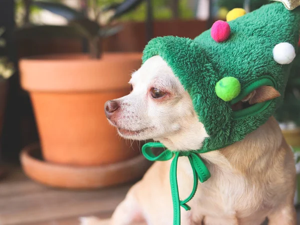 Boczny Portret Krótkowłosego Psa Chihuahua Noszącego Kapelusz Choinkowy Siedzącego Odwracającego — Zdjęcie stockowe