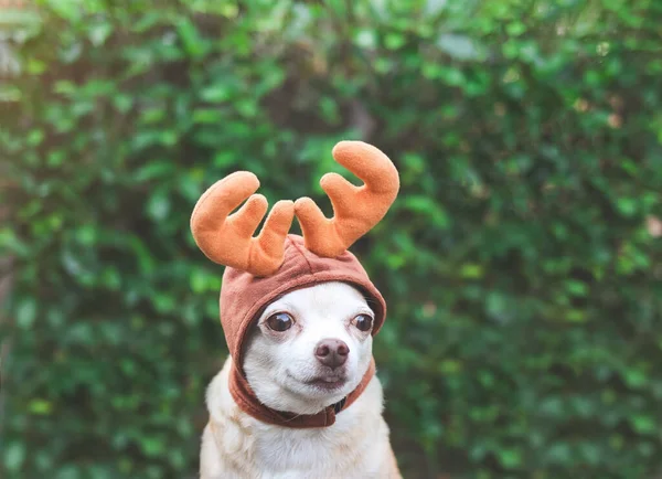 stock image Close up image of brown short hair Chihuahua dog wearing reindeer horn hat, sitting on cement floor with green plant background with copy space. Christmas and New year celebration.