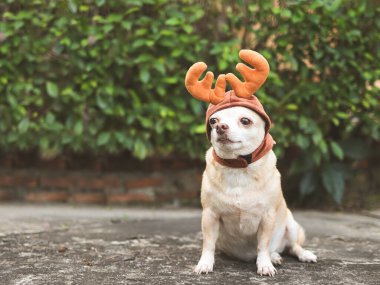 Ren geyiği boynuzu şapkası takan kahverengi kısa saçlı Chihuahua köpeğinin portresi çimento zeminde oturuyor ve arka planda fotokopi alanı var. Noel ve Yeni Yıl Kutlaması.