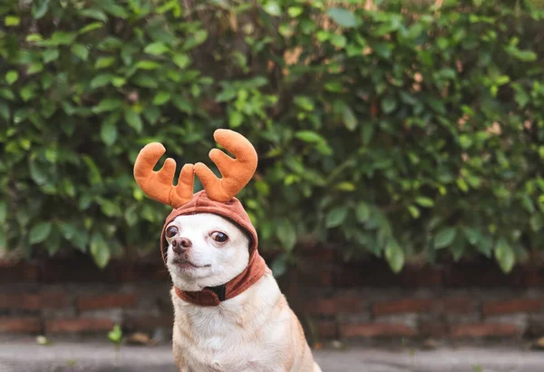 近距离的图片 棕色短发奇瓦瓦犬头戴驯鹿角帽子 坐在水泥地面上 绿色植物背景与复制空间 圣诞及新年庆祝活动 — 图库照片