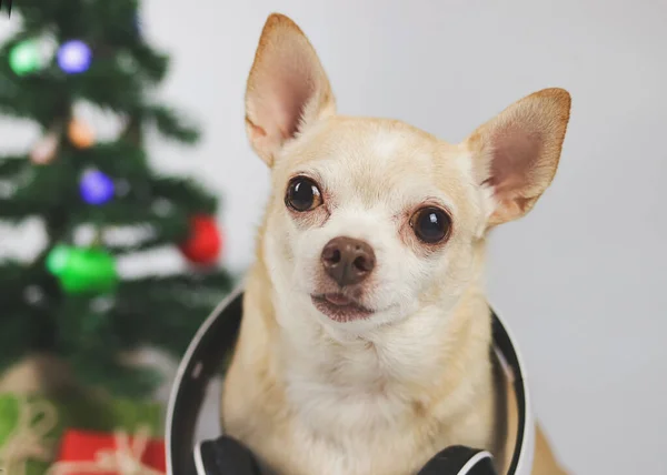 Imagen Cerca Del Perro Chihuahua Pelo Corto Marrón Con Auriculares —  Fotos de Stock